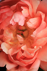 Image showing Pink Peony