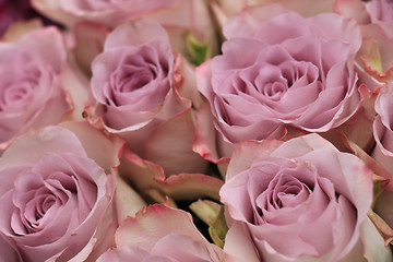 Image showing purple roses