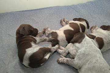 Image showing German Shorthaired Pointer puppies