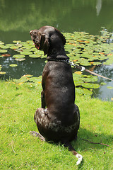 Image showing German Shorthaired Pointer