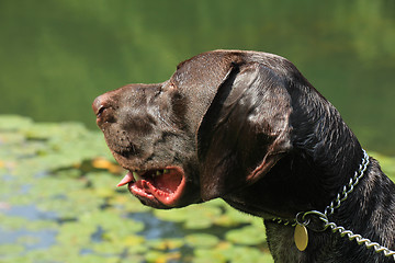 Image showing German Shorthaired Pointer