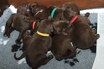 Image showing German Shorthaired Pointer Puppies