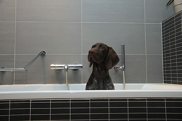 Image showing German shorthaired pointer in a bathtub