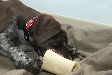 Image showing German Shorthaired Pointer puppy