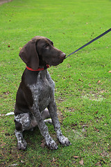 Image showing German Shorthaired Pointer