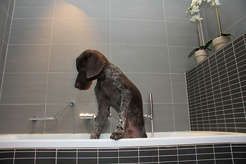 Image showing German shorthaired pointer in a bathtub