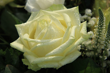 Image showing White rose with dew drop