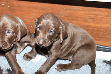 Image showing German Shorthaired Pointer Puppies