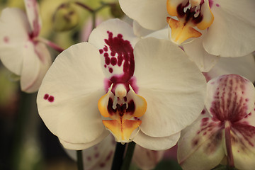 Image showing Phalaenopsis orchid