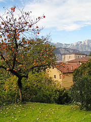 Image showing Persimmon tree