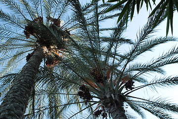 Image showing Palm trees_5799