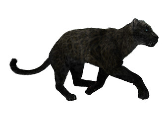 Image showing Big Cat Black Panther