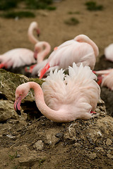 Image showing Beautiful American Flamingos on eng in nest
