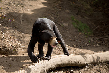 Image showing Sun bear also known as a Malaysian bear