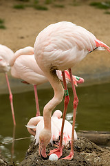 Image showing Beautiful American Flamingos on eng in nest