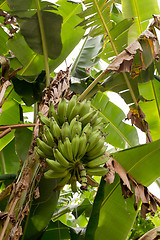 Image showing unripe bananas on the tree