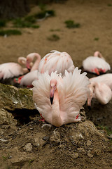 Image showing Beautiful American Flamingos on eng in nest