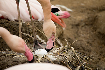 Image showing Beautiful American Flamingos on eng in nest