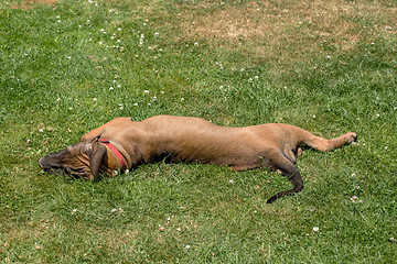 Image showing puppy of Fila Brasileiro (Brazilian Mastiff)