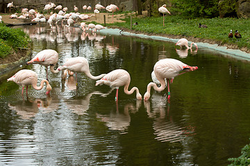 Image showing Beautiful American Flamingos