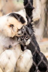 Image showing Yellow-cheeked gibbon (Nomascus gabriellae)