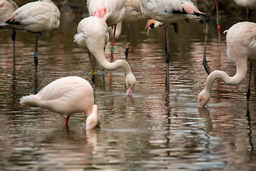 Image showing Beautiful American Flamingos