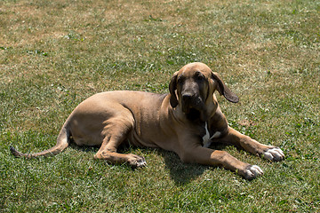 Image showing puppy of Fila Brasileiro (Brazilian Mastiff)