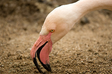 Image showing Beautiful American Flamingos on eng in nest