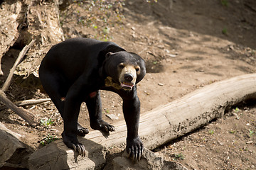 Image showing Sun bear also known as a Malaysian bear