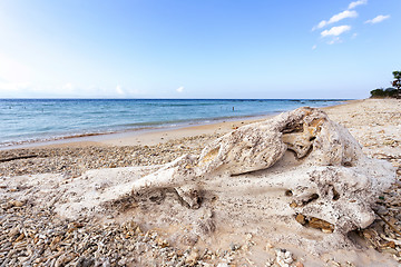 Image showing dream beach, Bali Indonesia, Nusa Penida island