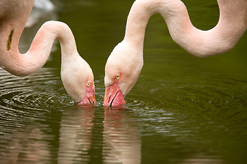 Image showing Beautiful American Flamingos