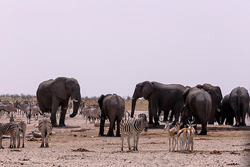 Image showing crowded waterhole with Elephants, zebras, springbok and orix