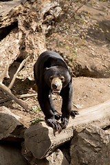 Image showing Sun bear also known as a Malaysian bear