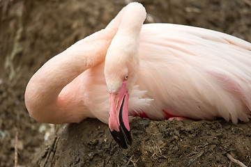 Image showing Beautiful American Flamingos on eng in nest