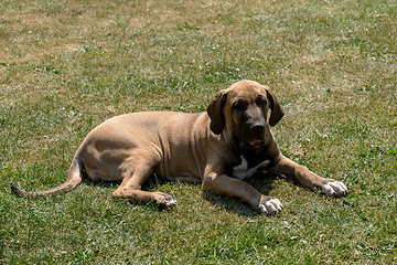 Image showing puppy of Fila Brasileiro (Brazilian Mastiff)