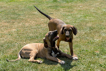 Image showing two puppy of Fila Brasileiro (Brazilian Mastiff)