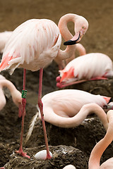 Image showing Beautiful American Flamingos on eng in nest