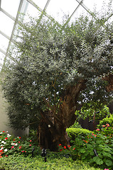 Image showing Flower Dome at Gardens by the Bay in Singapore