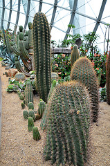 Image showing Flower Dome at Gardens by the Bay in Singapore