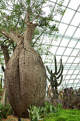 Image showing Flower Dome at Gardens by the Bay in Singapore