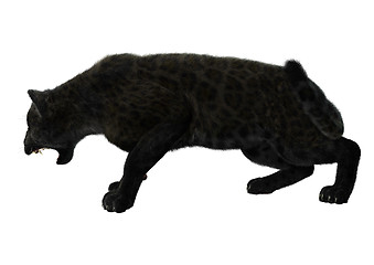 Image showing Big Cat Black Panther