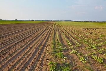 Image showing Agriculture