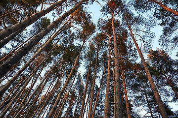 Image showing Forest