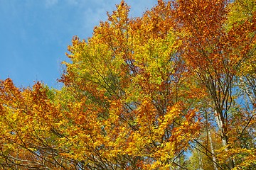 Image showing Autumn