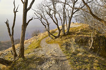 Image showing Forest path