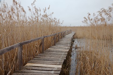 Image showing Swamp path