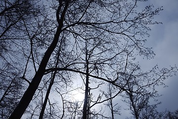 Image showing Bare trees