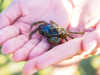 Image showing Small green crab in hands away from water