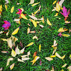 Image showing Bright autumn leaves on green grass