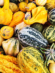 Image showing Colorful variety of gourds at the market